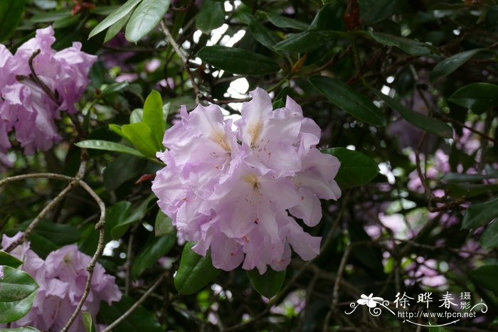 Rhododendron macabeanum