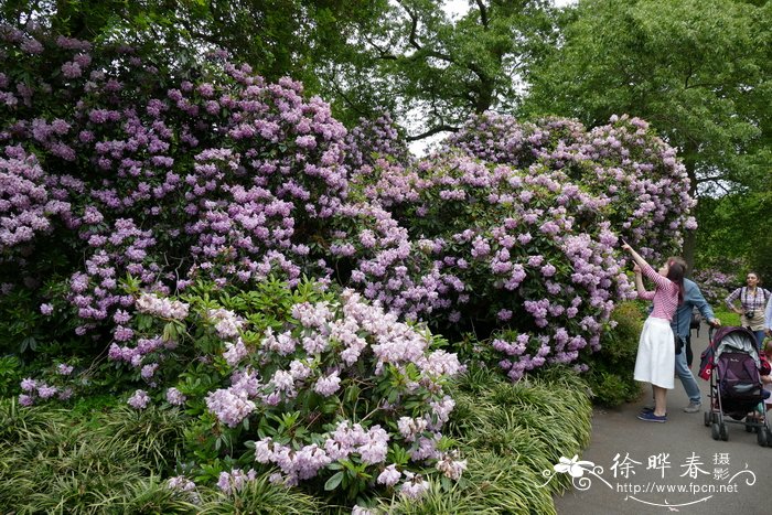 Rhododendron macabeanum