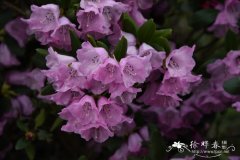 麻花杜鹃Rhododendron maculiferum