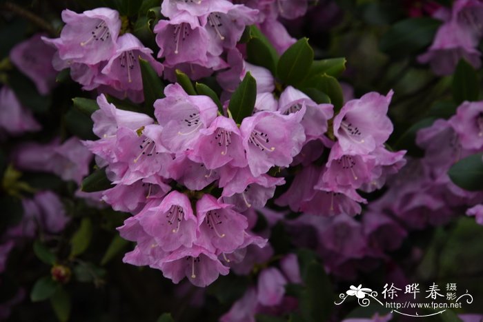 麻花杜鹃Rhododendron maculiferum