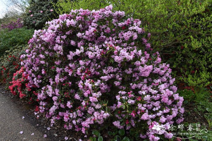 麻花杜鹃Rhododendron maculiferum