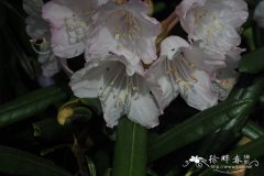 牧野杜鹃Rhododendron makinoi