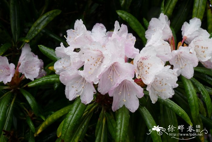 牧野杜鹃Rhododendron makinoi