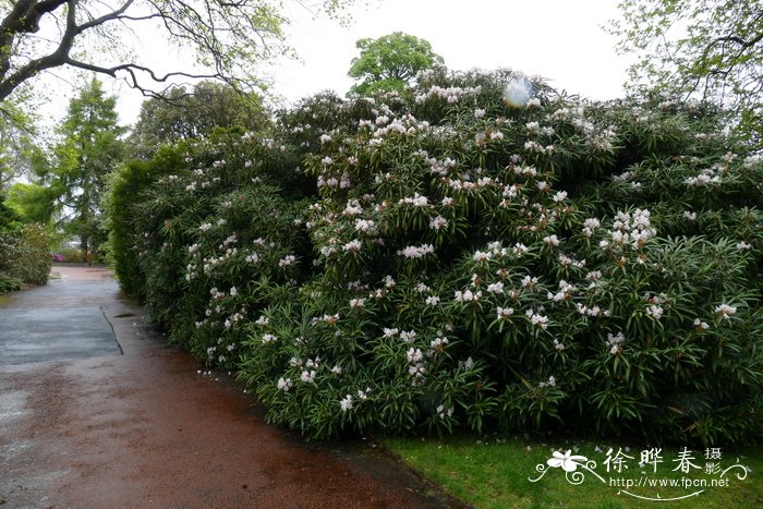 牧野杜鹃Rhododendron makinoi