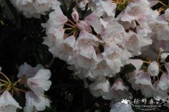 玉山杜鹃Rhododendron morii