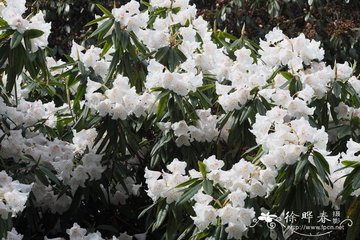 玉山杜鹃Rhododendron morii