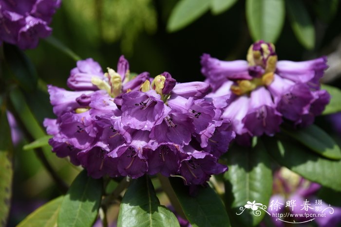 西藏毛脉杜鹃Rhododendron niveum