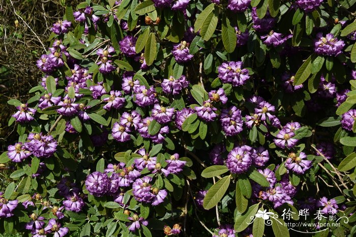 西藏毛脉杜鹃Rhododendron niveum