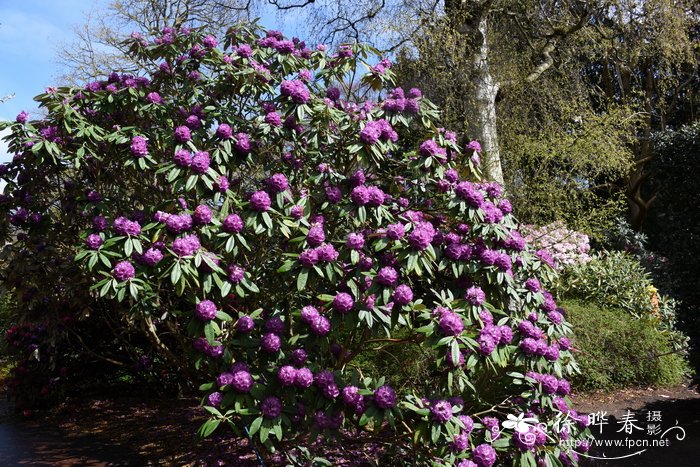 西藏毛脉杜鹃Rhododendron niveum