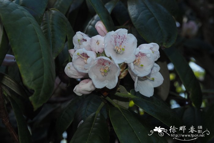 乳黄叶杜鹃Rhododendron peregrinum