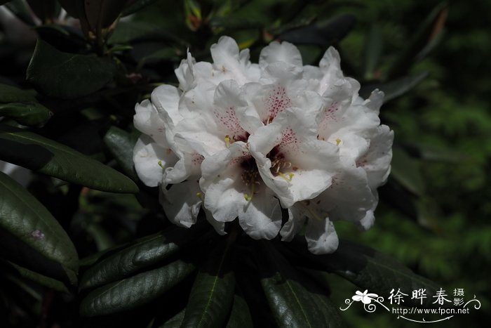 栎叶杜鹃Rhododendron phaeochrysum