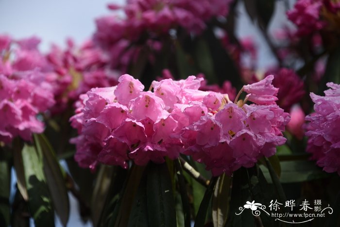 海绵杜鹃Rhododendron pingianum