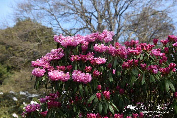 海绵杜鹃Rhododendron pingianum