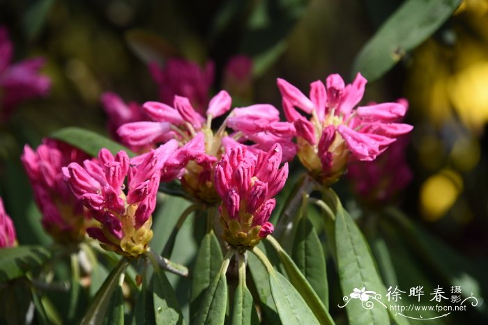 海绵杜鹃Rhododendron pingianum