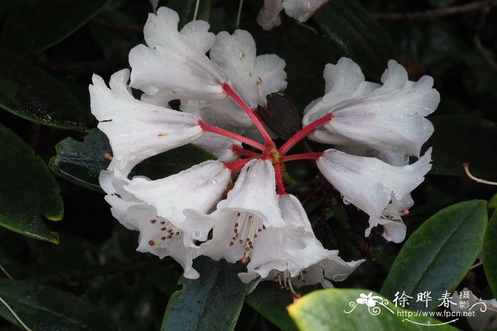 早春杜鹃Rhododendron praevernum