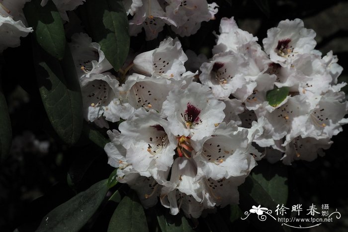 早春杜鹃Rhododendron praevernum