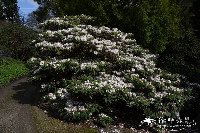 早春杜鹃Rhododendron praevernum