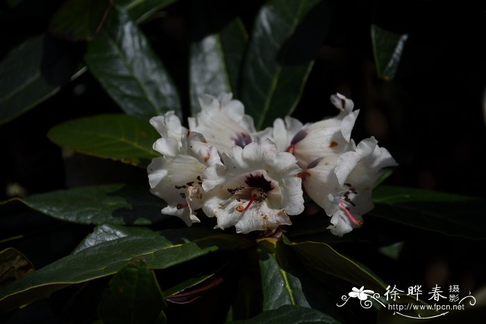 优秀杜鹃Rhododendron praestans