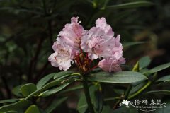 藏南杜鹃Rhododendron principis