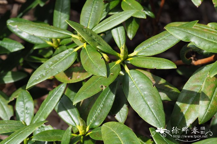 藏南杜鹃Rhododendron principis