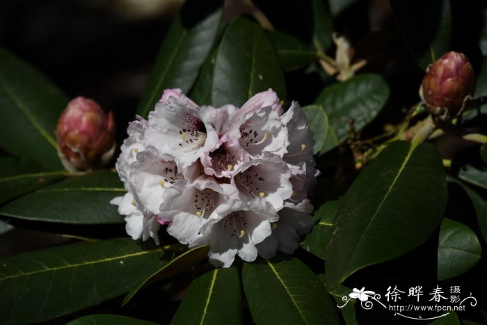 假乳黄杜鹃Rhododendron rex subsp. fictolacteum