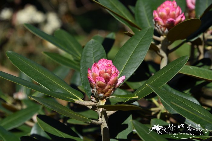 假乳黄杜鹃Rhododendron rex subsp. fictolacteum