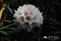 卷叶杜鹃Rhododendron roxieanum