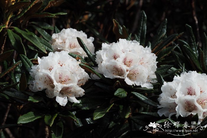 卷叶杜鹃Rhododendron roxieanum