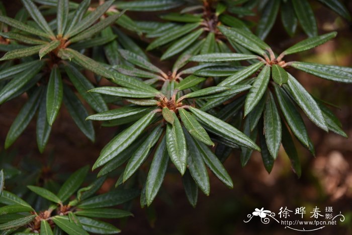 卷叶杜鹃Rhododendron roxieanum