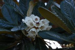 圆头杜鹃Rhododendron semnoides