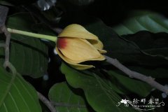 海南暗罗 Polyalthia laui