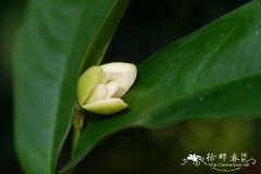 爪哇蒙蒿子，爪哇木Anaxagorea javanica