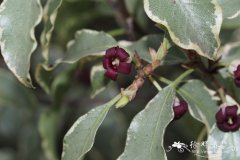  '银公主'薄叶海桐Pittosporum tenuifolium 'Silver Princess'