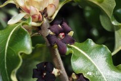 薄叶海桐Pittosporum tenuifolium