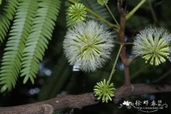 含羞树Cojoba arborea