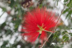 特威迪朱缨花Calliandra tweediei