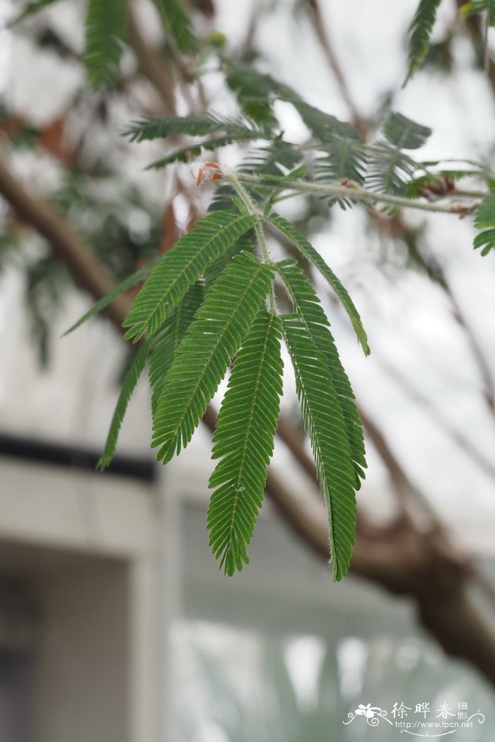 特威迪朱缨花Calliandra tweediei