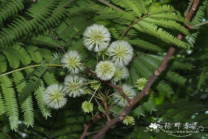 含羞树Cojoba arborea