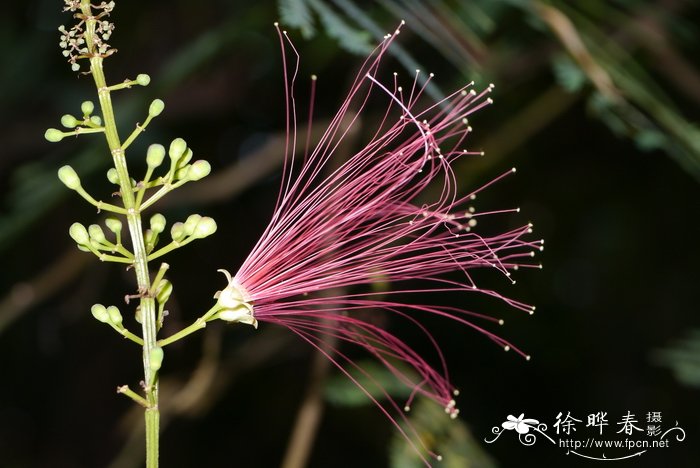 宝塔朱缨花Calliandra calothyrsus