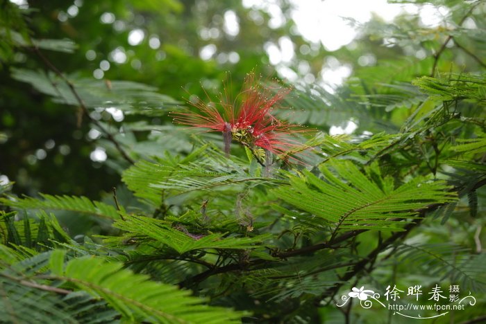 宝塔朱缨花Calliandra calothyrsus