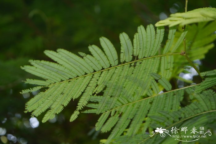 宝塔朱缨花Calliandra calothyrsus