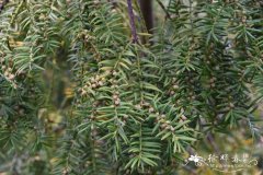 日本榧树Torreya nucifera