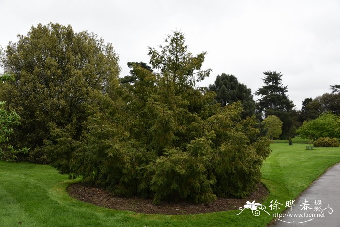 日本榧树Torreya nucifera