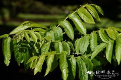 梣叶枫杨Pterocarya fraxinifolia