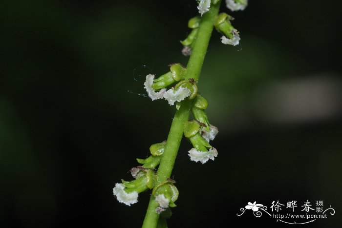 梣叶枫杨Pterocarya fraxinifolia