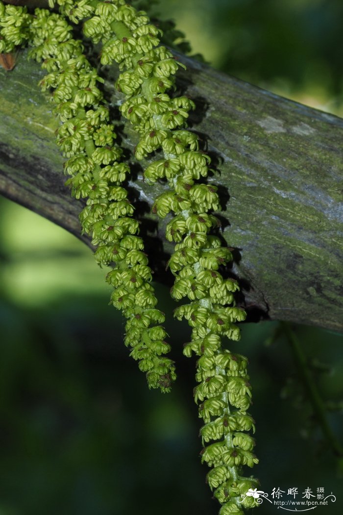 梣叶枫杨Pterocarya fraxinifolia