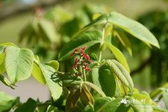 胡桃楸亚种Juglans mandshurica subsp. sieboldiana