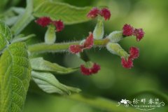 胡桃楸Juglans mandshurica