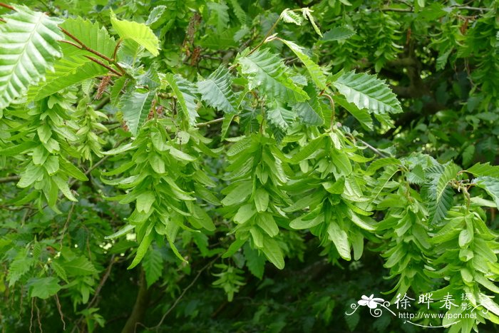 ‘深裂叶’欧洲鹅耳枥 Carpinus betulus ‘Incisa’