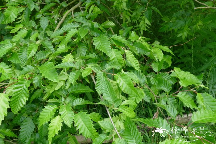 ‘深裂叶’欧洲鹅耳枥 Carpinus betulus ‘Incisa’